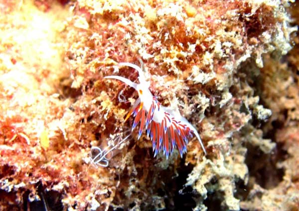 Underwater 6