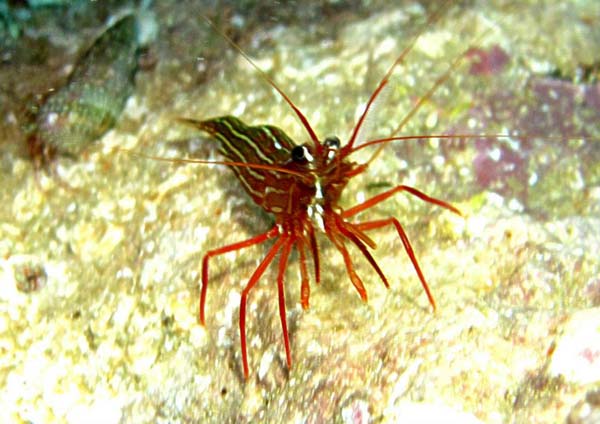 Underwater 8