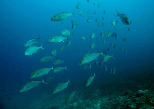 Underwater 10
