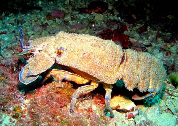 Diving main image