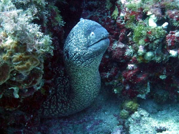 Underwater 1