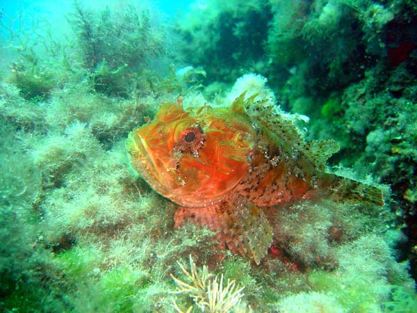 Underwater 9