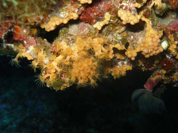 Underwater 6
