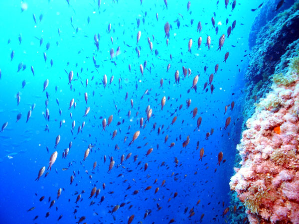 Underwater 2