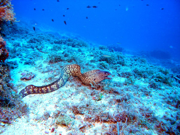 Underwater 6