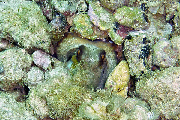 Underwater 7