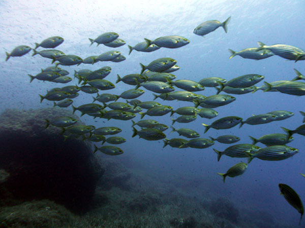 Underwater 10
