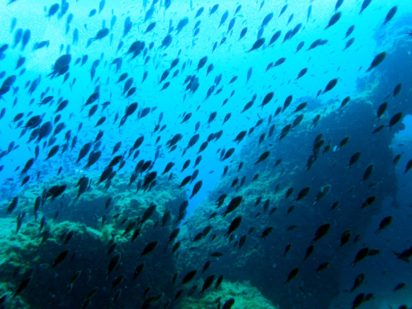Underwater 4