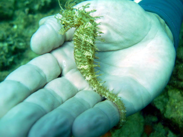 Underwater 8