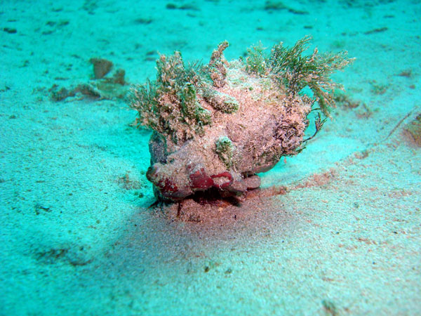 Underwater 9