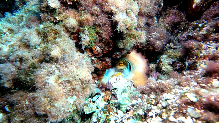 Underwater 5