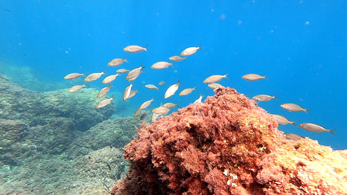 Diving main image
