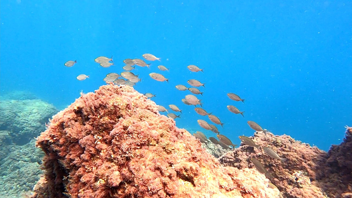 Underwater 10