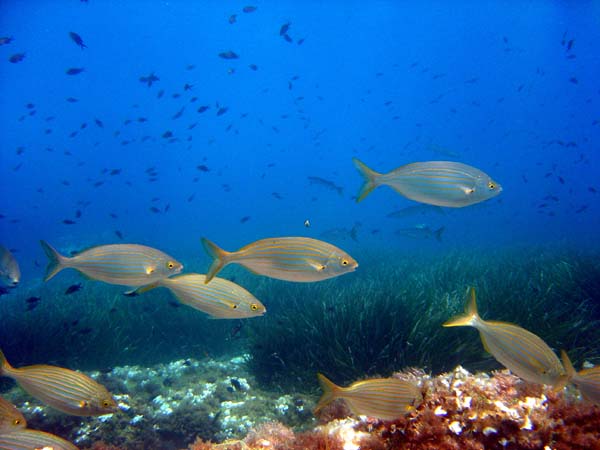 Underwater 1