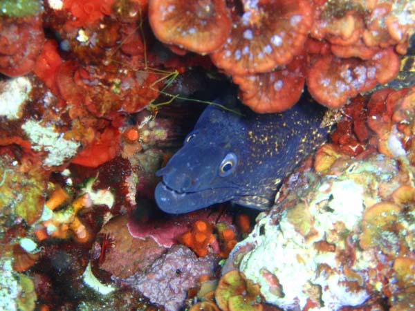 Diving main image