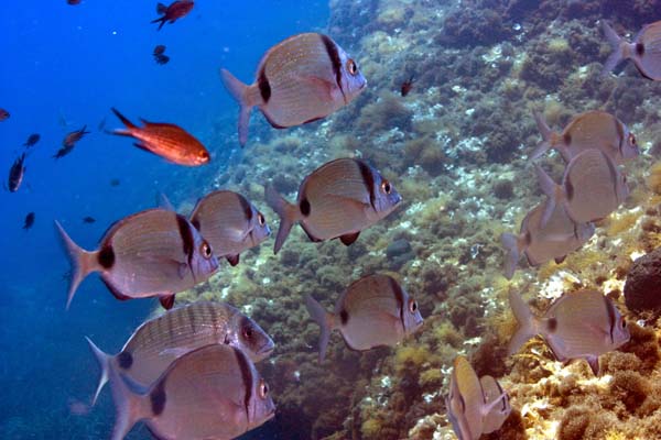 Underwater 8