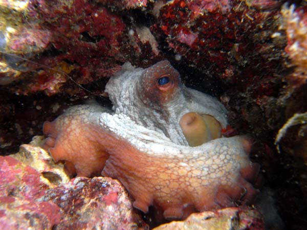 Underwater 4