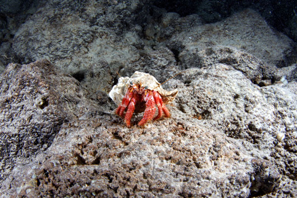 Underwater 6