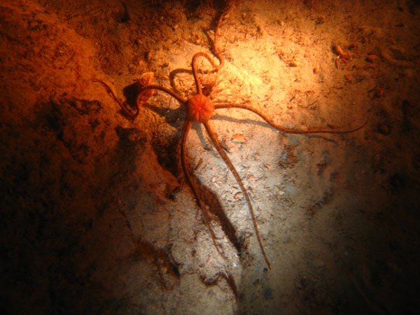 Underwater 3