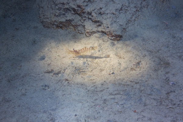Underwater 4