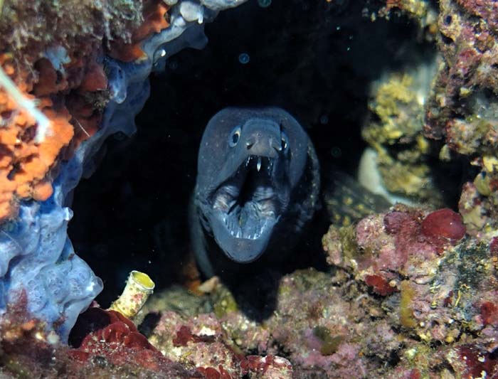 Underwater 2