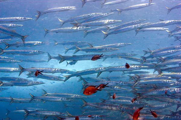 Underwater 10
