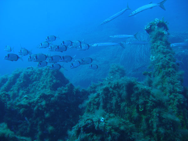 Underwater 6