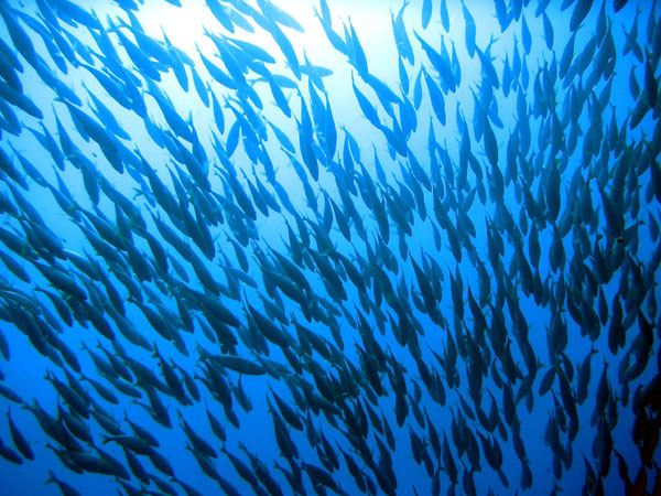 Underwater 1