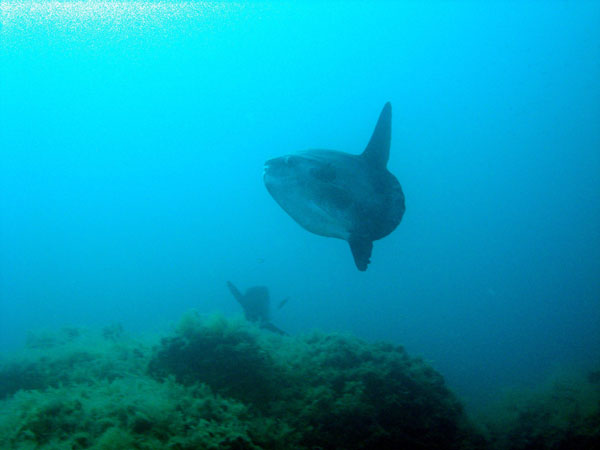 Underwater 6