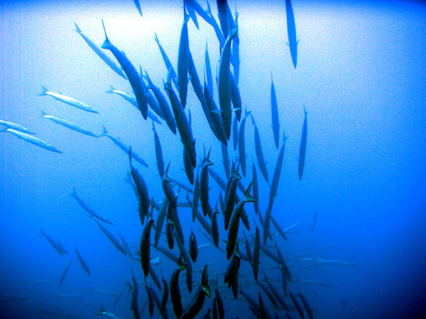 Underwater 3