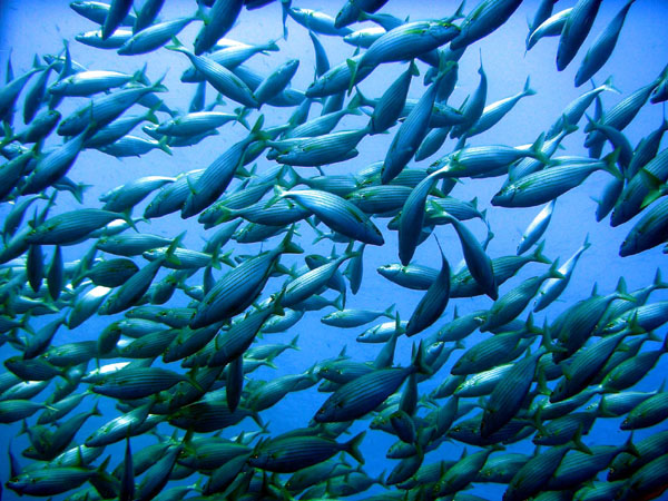 Underwater 7