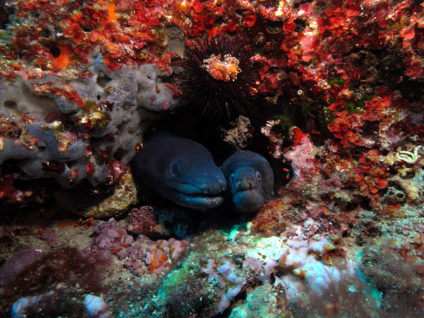 Underwater 5