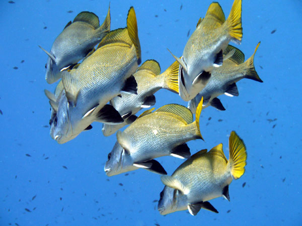 Diving main image